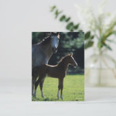 Bob Langrish | Warmblut Mare and Foal Backlit Postkarte (Stehend Vorderseite)