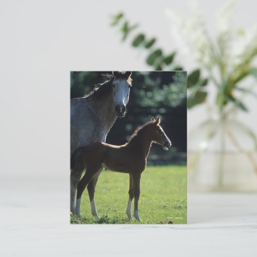 Bob Langrish | Warmblut Mare and Foal Backlit Postkarte (Stehend Vorderseite)