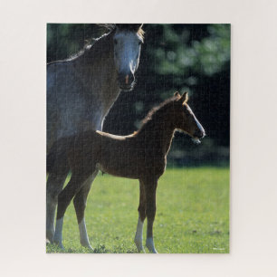 Bob Langrish   Warmblut Mare and Foal Backlit Puzzle