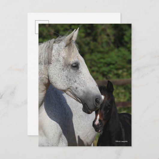 Bob Langrish | Warmblut-Mare- und Fotopapier Postkarte (Vorne/Hinten)