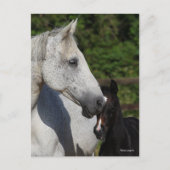 Bob Langrish | Warmblut-Mare- und Fotopapier Postkarte (Vorderseite)
