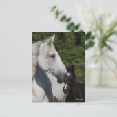 Bob Langrish | Warmblut-Mare- und Fotopapier Postkarte (Stehend Vorderseite)