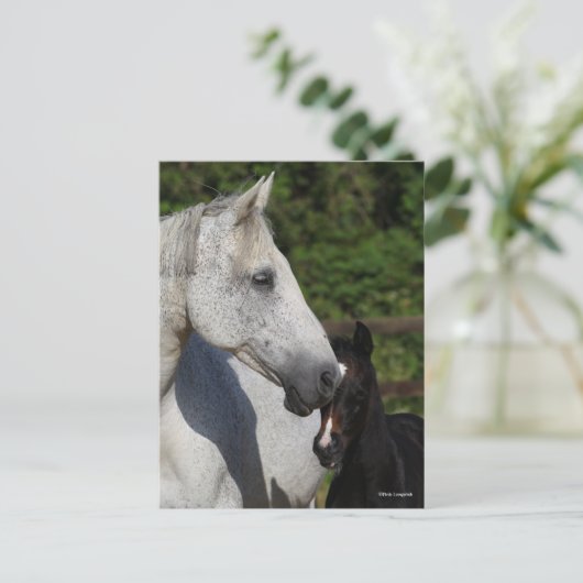 Bob Langrish | Warmblut-Mare- und Fotopapier Postkarte (Stehend Vorderseite)