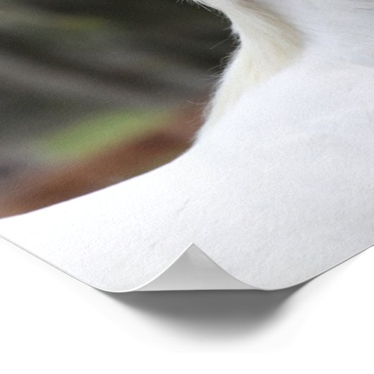 Bob Langrish | Warmblut-Pinto-Pferdekopf Poster (Ecke)