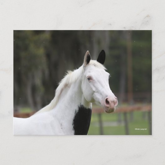 Bob Langrish | Warmblut-Pinto-Pferdekopf Postkarte (Vorderseite)