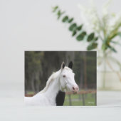 Bob Langrish | Warmblut-Pinto-Pferdekopf Postkarte (Stehend Vorderseite)