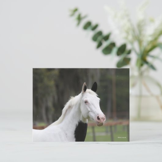 Bob Langrish | Warmblut-Pinto-Pferdekopf Postkarte (Stehend Vorderseite)