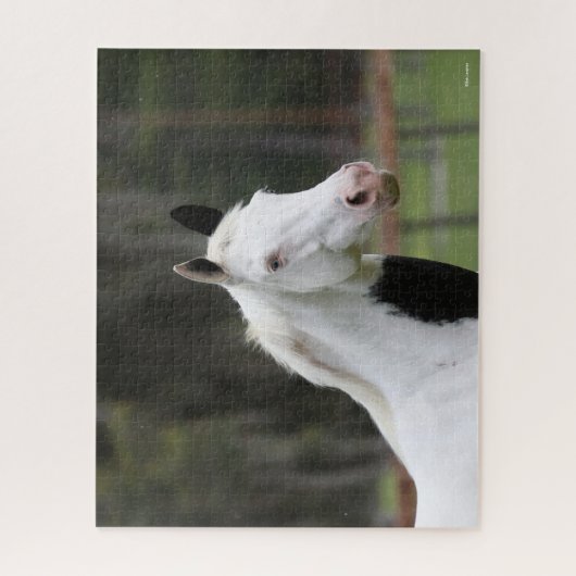 Bob Langrish | Warmblut-Pinto-Pferdekopf Puzzle (Vertikal)