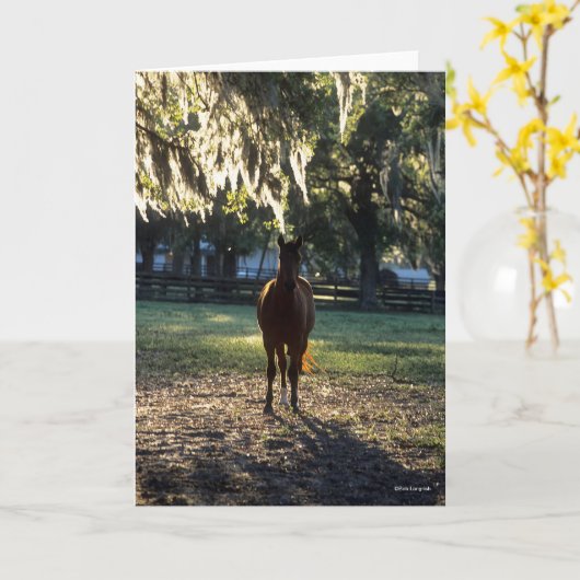 Bob Langrish | Warmblut Stehend Backlit Karte (Gelbe Blume)