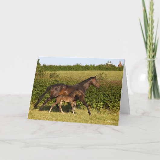 Bob Langrish | Warmblut und Foal Walking Karte (Vorderseite)