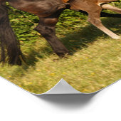 Bob Langrish | Warmblut und Foal Walking Poster (Ecke)