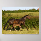 Bob Langrish | Warmblut und Foal Walking Poster (Vorne)