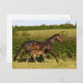 Bob Langrish | Warmblut und Foal Walking Postkarte (Vorne/Hinten)