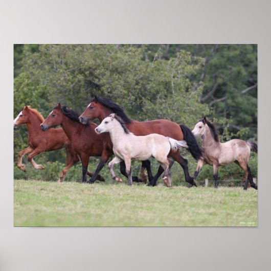 Bob Langrish Welsh Ponies Running Mares and Foals Poster (Vorne)