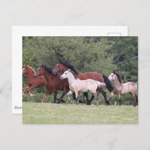 Bob Langrish Welsh Ponies Running Mares und Foals Postkarte