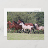 Bob Langrish Welsh Ponies Running Mares und Foals Postkarte (Vorne/Hinten)
