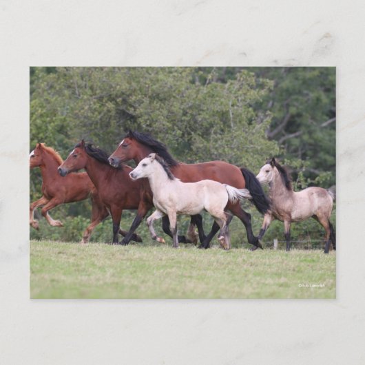 Bob Langrish Welsh Ponies Running Mares und Foals Postkarte (Vorderseite)