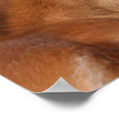 Bob Langrish | Welsh Pony Foal Headshot Poster (Ecke)