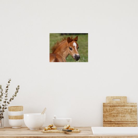 Bob Langrish | Welsh Pony Foal Headshot Poster (Küche)