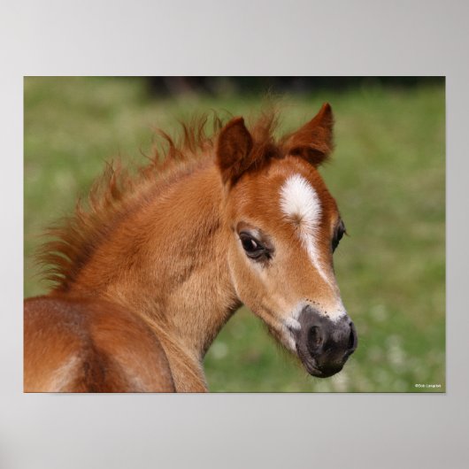 Bob Langrish | Welsh Pony Foal Headshot Poster (Vorne)