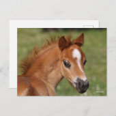 Bob Langrish | Welsh Pony Foal Headshot Postkarte (Vorne/Hinten)