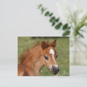 Bob Langrish | Welsh Pony Foal Headshot Postkarte (Stehend Vorderseite)