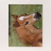 Bob Langrish | Welsh Pony Foal Headshot Puzzle (Vertikal)