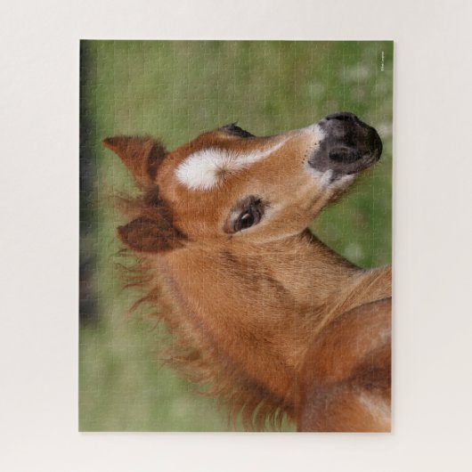 Bob Langrish | Welsh Pony Foal Headshot Puzzle (Vertikal)
