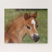 Bob Langrish | Welsh Pony Foal Headshot Puzzle (Horizontal)