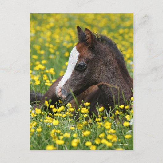Bob Langrish | Welsh Pony Foal Resting In Flowers Postkarte (Vorderseite)