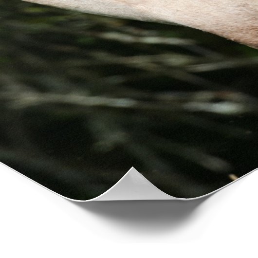 Bob Langrish | Welsh Pony Mare and Foal Headshot Poster (Ecke)