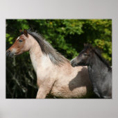 Bob Langrish | Welsh Pony Mare and Foal Headshot Poster (Vorne)