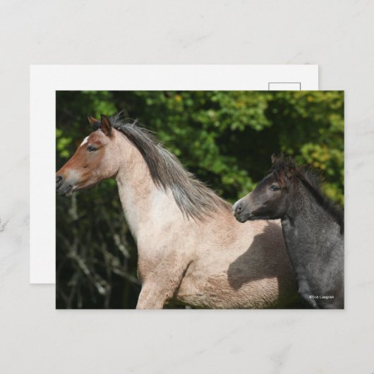 Bob Langrish | Welsh Pony Mare and Foal Headshot Postkarte (Vorne/Hinten)