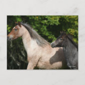 Bob Langrish | Welsh Pony Mare and Foal Headshot Postkarte (Vorderseite)