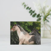 Bob Langrish | Welsh Pony Mare and Foal Headshot Postkarte (Stehend Vorderseite)