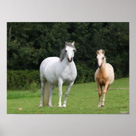 Bob Langrish | Welsh Pony Mare and Foal Poster (Vorne)