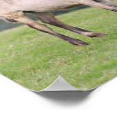 Bob Langrish | Welsh Pony Mare and Foal Standing Poster (Ecke)