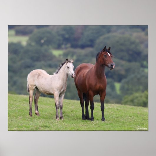 Bob Langrish | Welsh Pony Mare and Foal Standing Poster (Vorne)