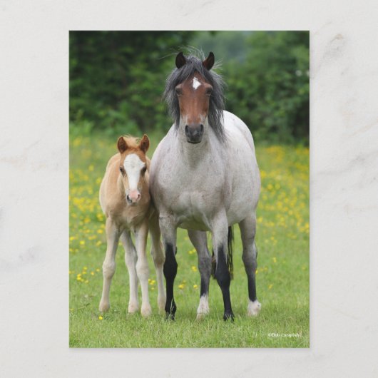Bob Langrish | Welsh Pony Mare and Foal Stehend Postkarte (Vorderseite)