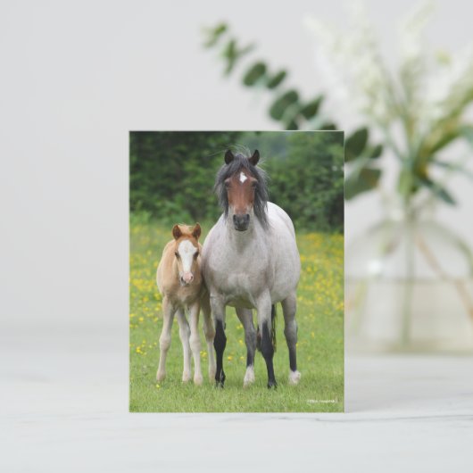 Bob Langrish | Welsh Pony Mare and Foal Stehend Postkarte (Stehend Vorderseite)