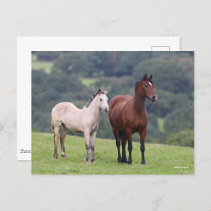 Bob Langrish   Welsh Pony Mare and Foal Stehend Postkarte