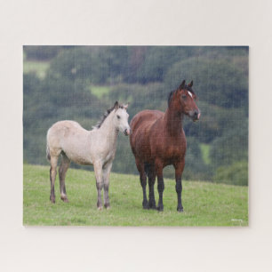 Bob Langrish   Welsh Pony Mare and Foal Stehend Puzzle