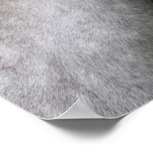 Bob Langrish | Welsh Section A Pony Headshot Poster (Ecke)