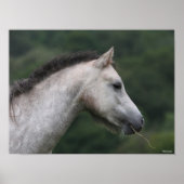Bob Langrish | Welsh Section A Pony Headshot Poster (Vorne)
