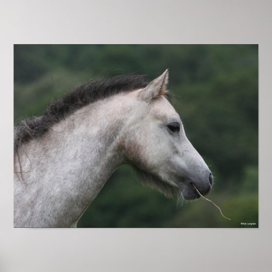 Bob Langrish | Welsh Section A Pony Headshot Poster (Vorne)