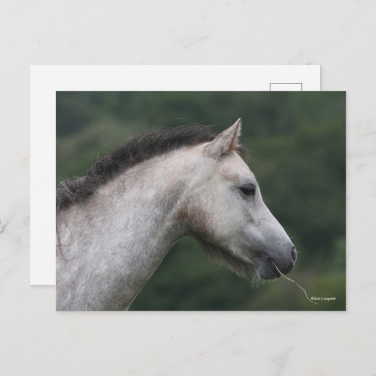 Bob Langrish | Welsh Section A Pony Headshot Postkarte (Vorne/Hinten)