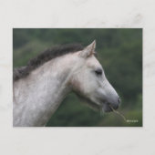 Bob Langrish | Welsh Section A Pony Headshot Postkarte (Vorderseite)