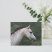 Bob Langrish | Welsh Section A Pony Headshot Postkarte (Stehend Vorderseite)