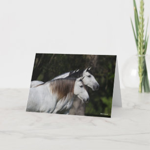 Bob Langrish   Zwei Andalusier Stehend Karte