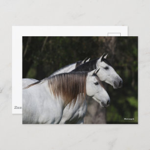 Bob Langrish   Zwei Andalusier Stehend Postkarte